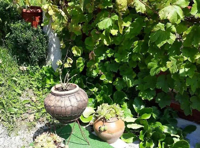 Apartment Yasica 2 3*